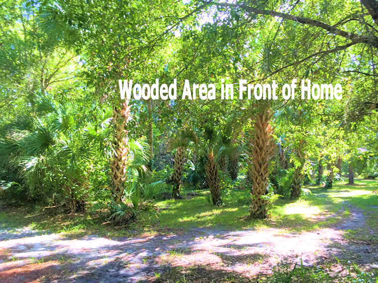 Beautiful Front Wooded Yard